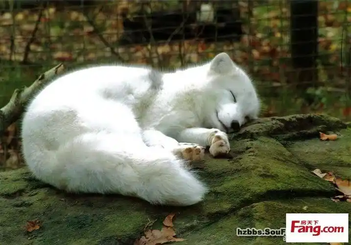 [小白狐pp图片汇总]