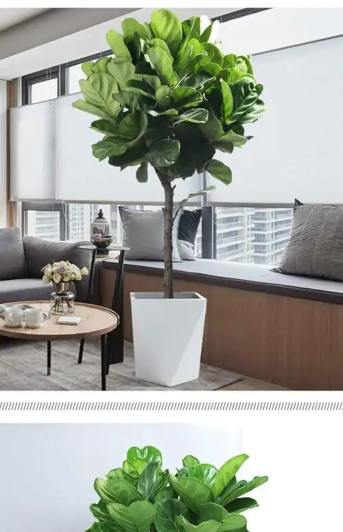 琴叶榕盆栽大叶植物室内客厅现代网红真绿植盆栽好养四季常青盆景 琴
