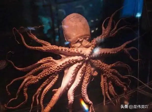 这些受核辐射变异的生物,你可能一个都没见过