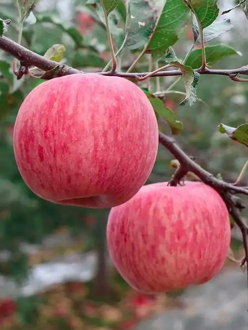 [红富士苹果批发]山东临沂蒙阴县苹果 0.