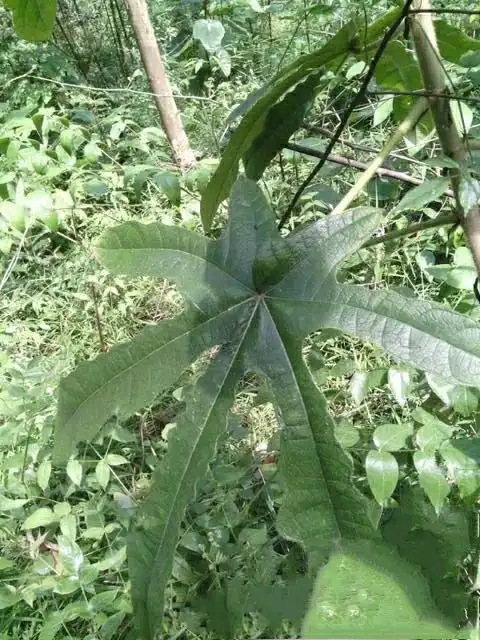 七指毛桃的功效与作用,七指毛桃的功效与作用禁忌(五指毛桃 七指,三指