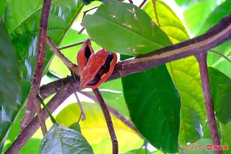 街头苹婆果成熟,市民上街采摘,专家:不建议食用