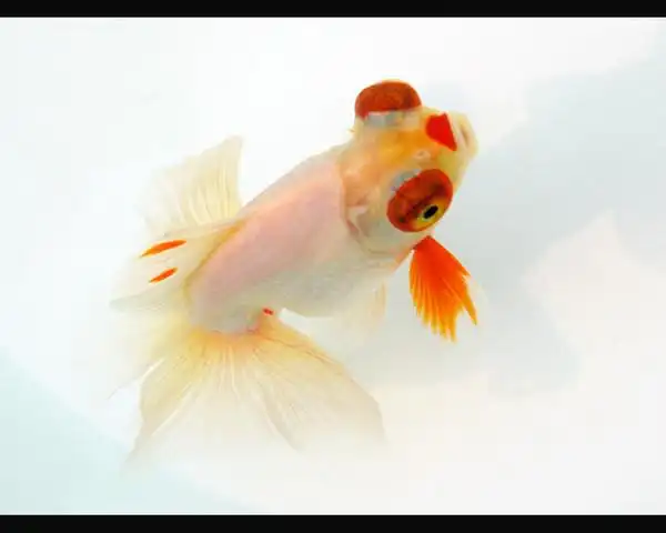 【图】名品金鱼拍摄-第2页 - 蜂鸟摄影论坛