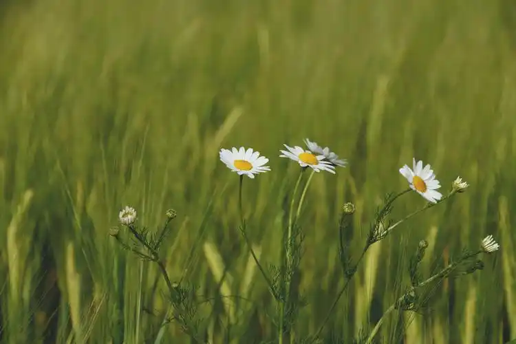 雏菊花daisy flowers