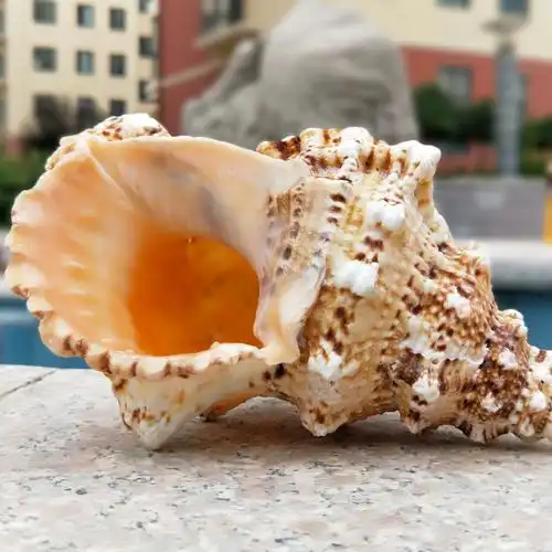 贝壳工艺品 招财海螺摆件天然大海螺超大家居饰品鱼缸造景收藏品