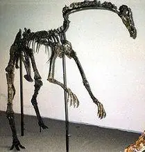 似鸡龙的骨架 - 哥本哈根科学中心