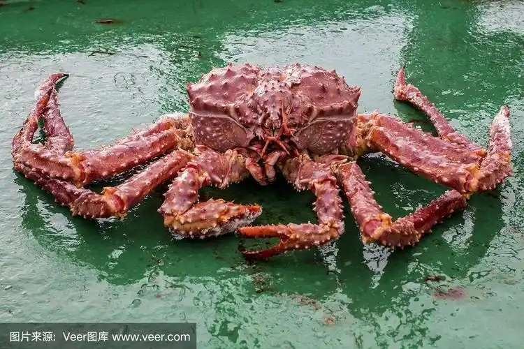 堪察加半岛帝王蟹