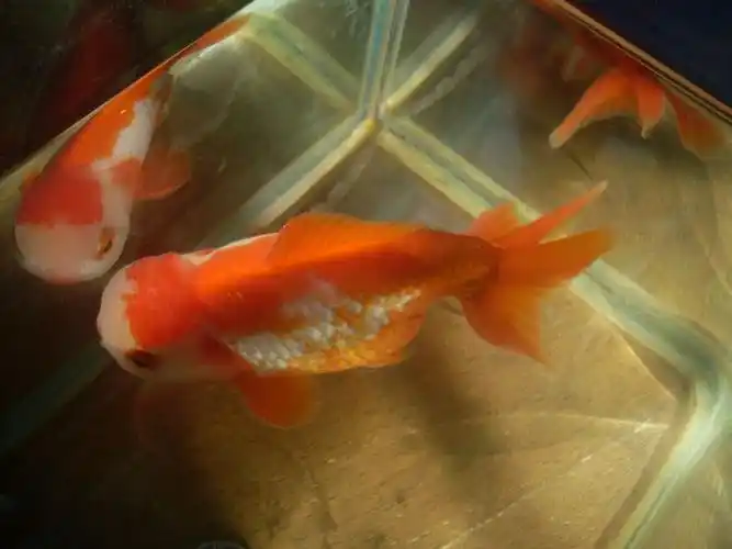 老反送给我的扯旗寿已经养了一年半载了 - 国粹金鱼 - cta南美水族