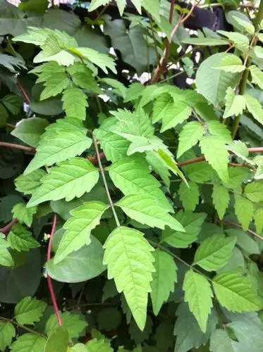 这是凌霄花的叶子