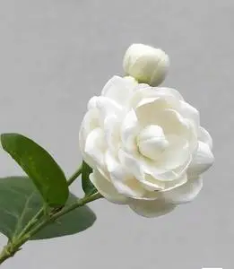 【精选两盆带花苞】圆叶宝珠茉莉重瓣花卉盆栽芳香浓郁虎头茉莉宝