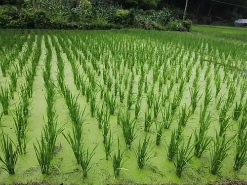 水田里,嫩绿的秧苗一行行竖了起来,整齐匀称.