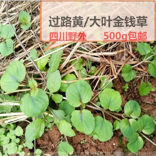 过路黄草药野走游草排植物石茶500g包邮山广四川大叶金钱草中药材