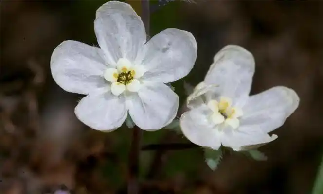 百花园756亚麻叶脐果草