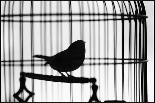 马贵宝||七绝·笼中鸟 - 西南文学网