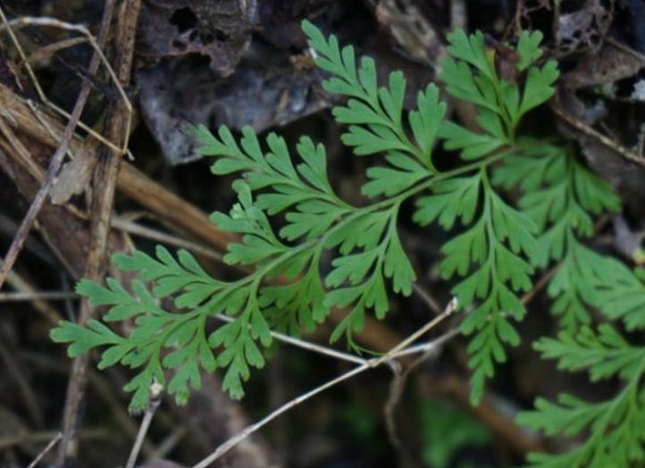林中一种"水黄连",味道不输黄连,野外看到别放过,是珍贵药草