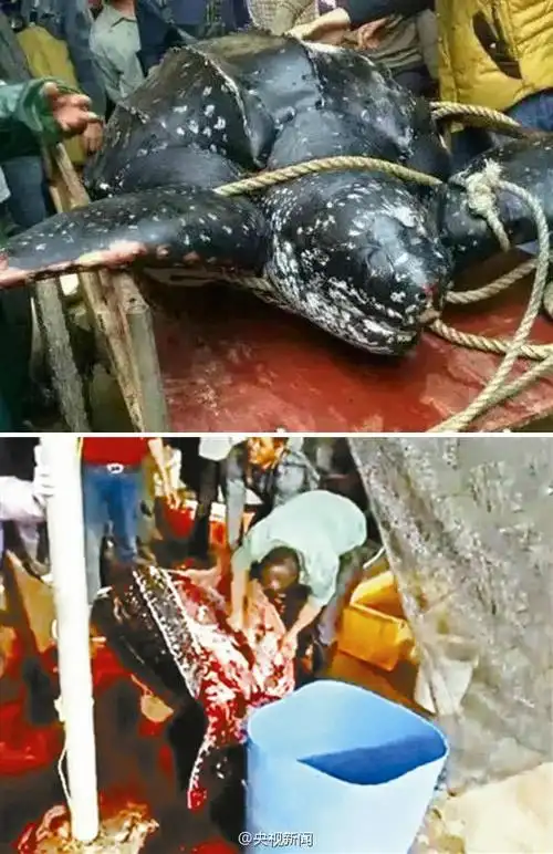 捕杀416斤棱皮龟村民不知其为保护动物 司法机关已介入