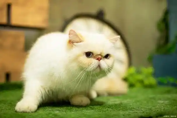 加菲猫价格大揭秘:多少钱一只,你真的知道吗?