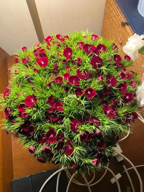 会开花的绿毛球可可爱