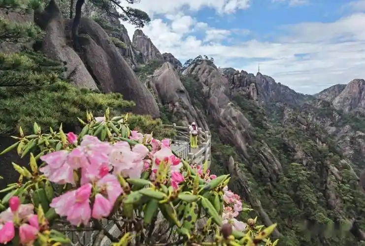 四季黄山 相约春天 | 安徽省花黄山杜鹃渐次开放—深红浅白点新绿