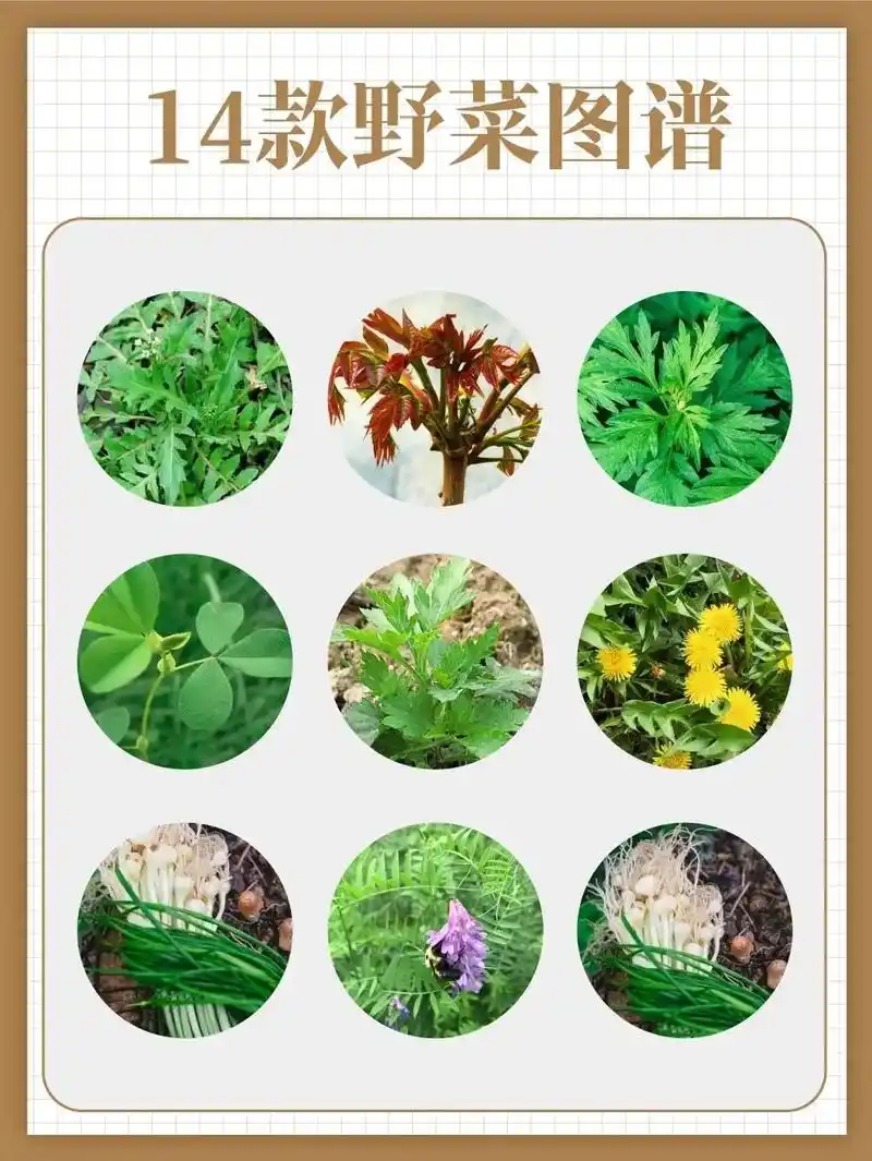 野菜营养价值和普通蔬菜差不多 - 抖音