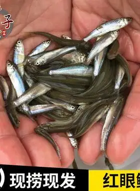 红眼苗赤眼鳟鱼苗赤鳟桂鱼鲈鱼鳟鱼