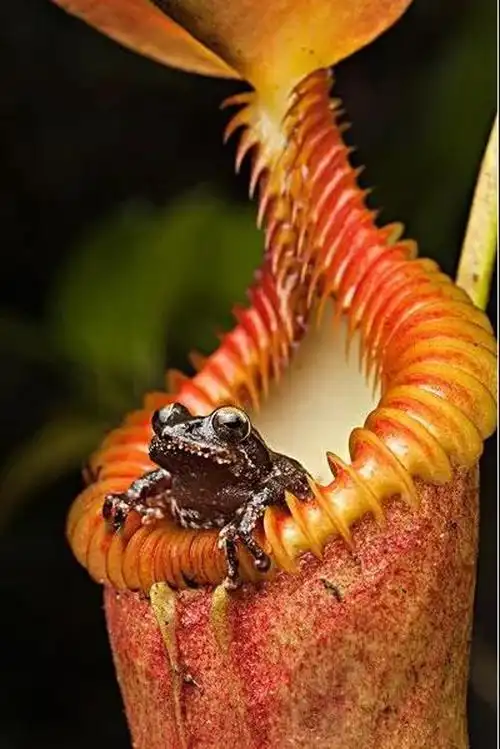 最有意思的是,有一些猪笼草已不再专门捕食昆虫,而是吃粪(有味道~~)