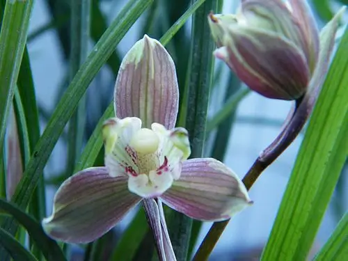 春剑红梅 - 中国兰花交易网