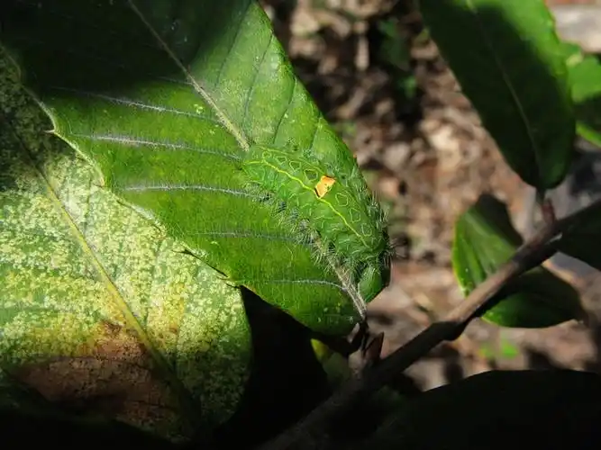 一批潜叶虫的图片