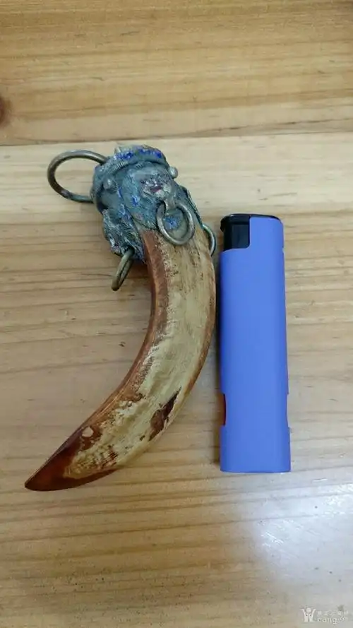 下乡收的野猪牙