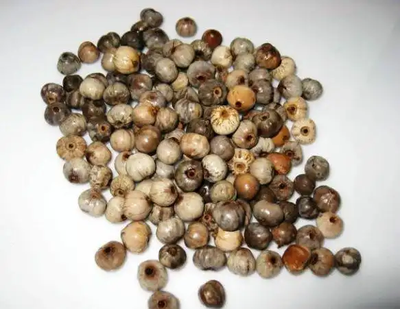 农村这种草珠子,曾拿来做手串做门帘,殊不知,如今价值不菲