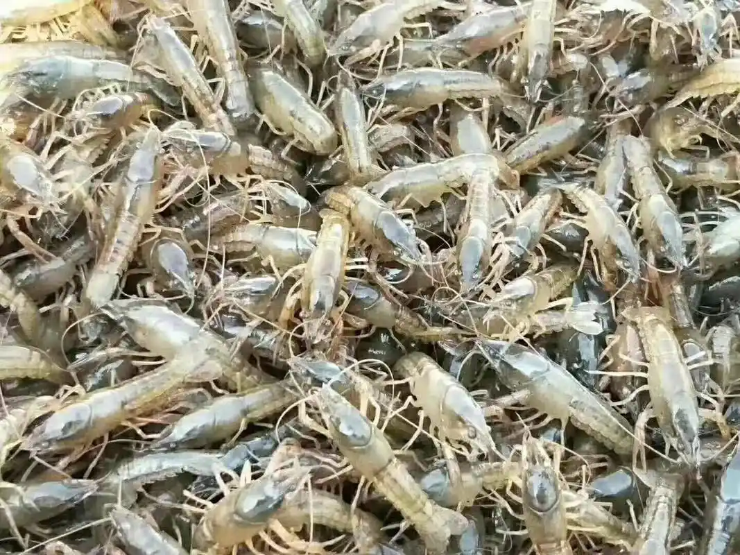 种虾,虾苗,批发人工养殖淡水龙虾,提供技术,全程指导