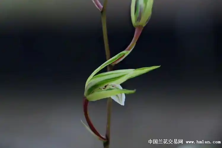 细叶寒兰·金玉满堂