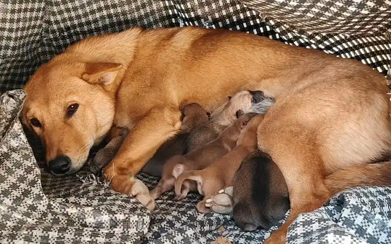 关于我家大狗喜当舅舅,二狗喜当妈这件事