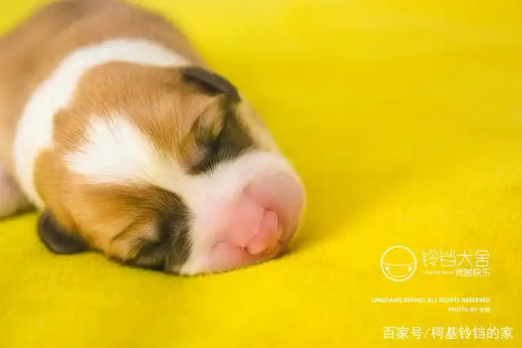 出生2天的小柯基