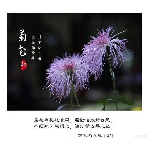 一诗一菊花