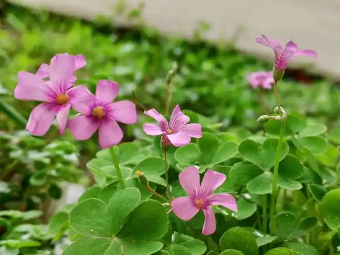 红花酢浆草(原图)