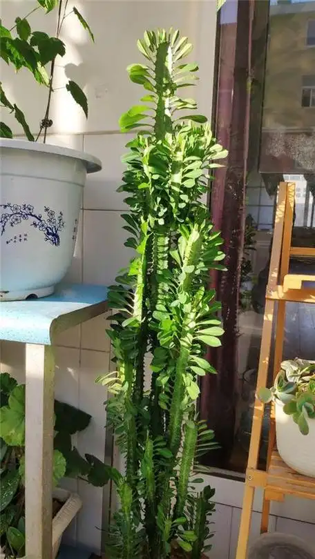 龙骨花放哪风水好龙骨花摆放位置