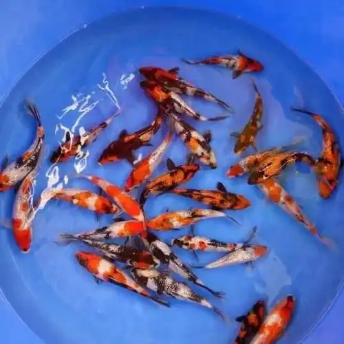 小锦鲤鱼苗变色规律?