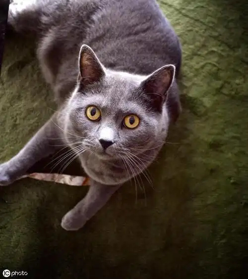 优雅的蓝色杀手——法国夏尔特猫|暹罗猫|蓝猫|小动物|英国短毛猫|夏