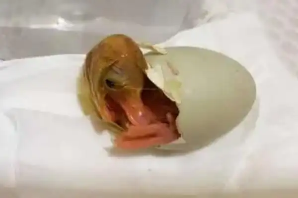 柯尔鸭孵化全过程,和普通的鸭子有什么区别