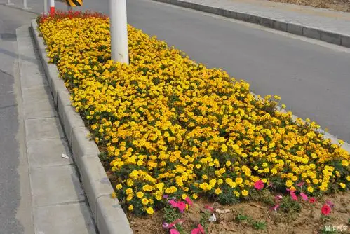 去的路上,马路边种的小花.