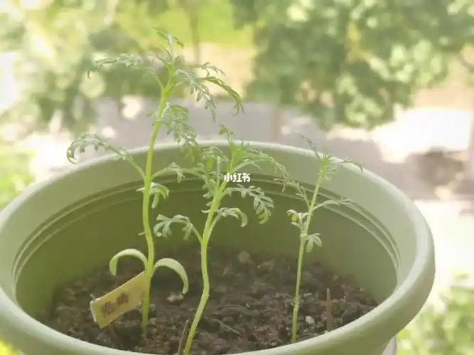 波斯菊柠檬果汁57