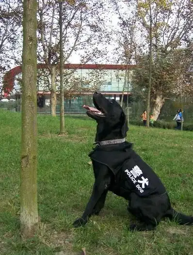 拉布拉多工作犬