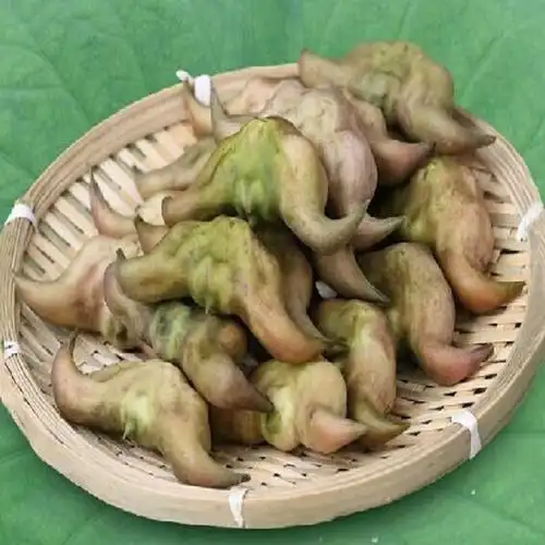洪湖菱角的做法(洪湖菱角的营养价值) - 123生活百科