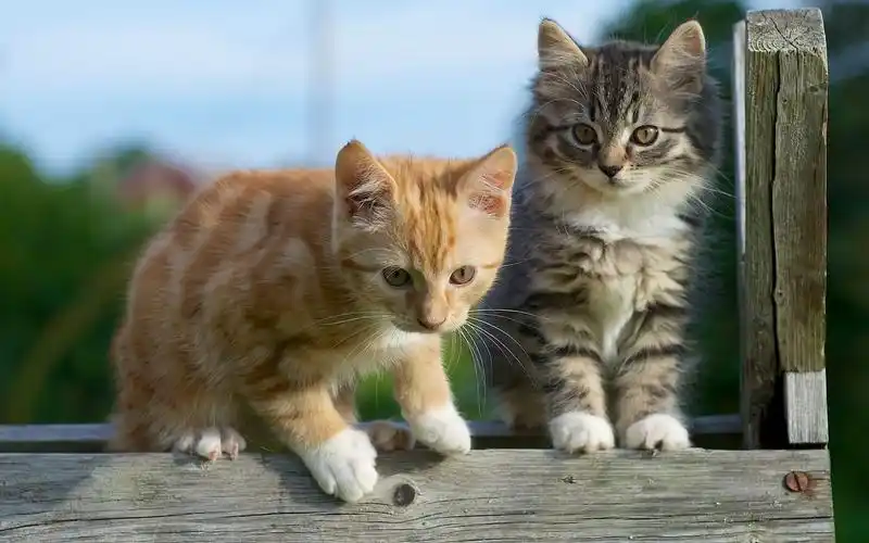 两只小猫,木栅栏 壁纸