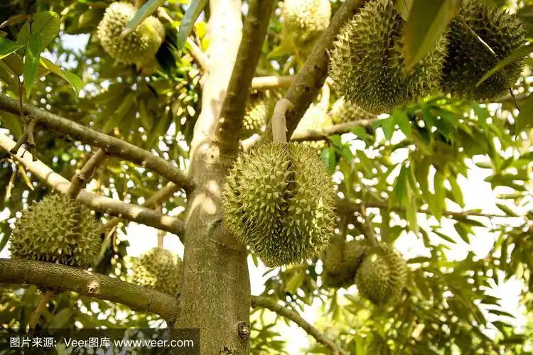 泰国热带果园树上的新鲜榴莲