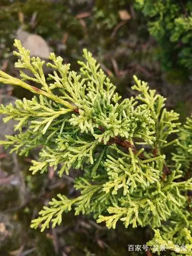 原生黄金柏,九年的苗,粗大概1公分上下,高度大概在30-35公分左右,枝叶