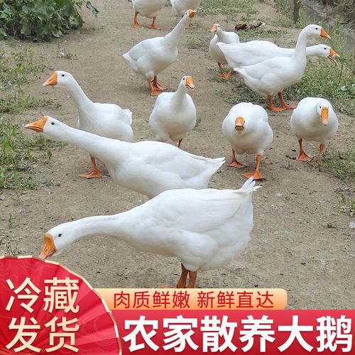 马图凯贝11斤鹅散养带心肝胗整只笨鹅东北土鹅新鲜现杀4斤马图凯贝 3