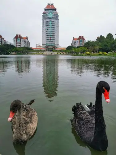 厦门大学,芙蓉湖黑天鹅