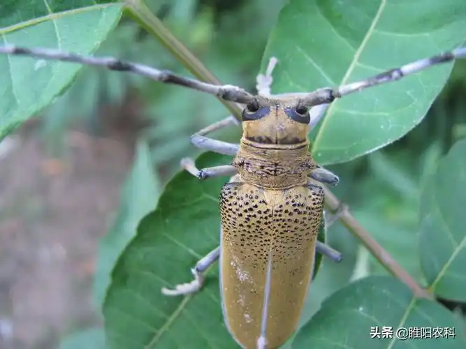 这个药才是防治天牛最好的药,杀虫只需2小时,用一次管90天